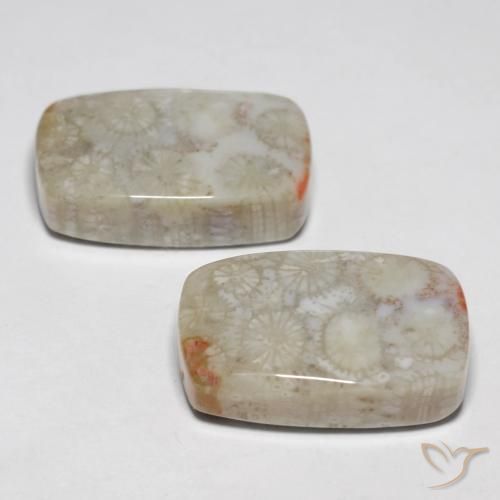 Shop natural 23.76ct Multicolore Corail fossile gems, Coussin, from Indonésie at GemSelect. In stock, global shipping!