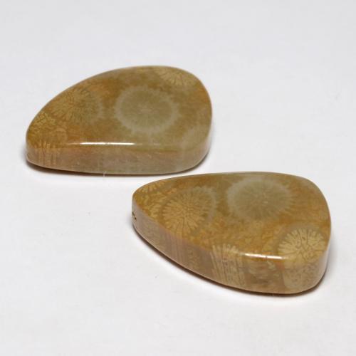 Achetez naturel 21.03ct Multicolore Corail fossile gems, Forme fantaisie, En provenance Indonésie chez GemSelect. En stock, livraison internationale!