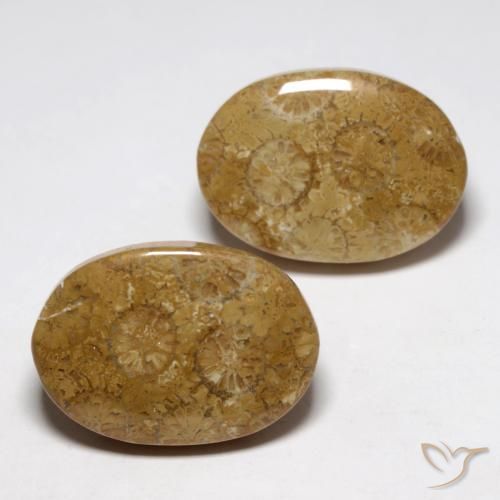 Shop natural 26.93ct Multicolore corail fossile gems, ovale, from Indonésie at GemSelect. In stock, global shipping!