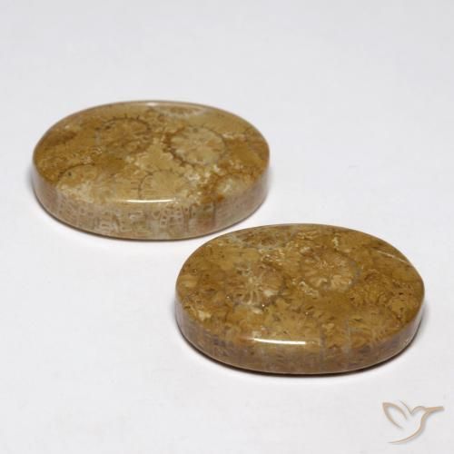 Shop natural 26.93ct Multicolore corail fossile gems, ovale, from Indonésie at GemSelect. In stock, global shipping!