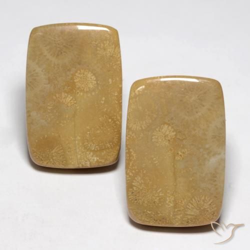 35.13ctw Naturel Multicolore corail fossile, Coussin, Opaque