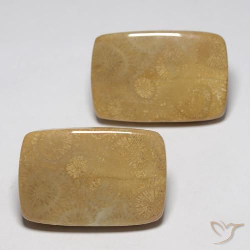 Shop natural 35.13ct Multicolore corail fossile gems, Coussin, from Indonésie at GemSelect. In stock, global shipping!