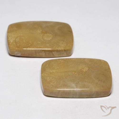 Shop natural 35.13ct Multicolore corail fossile gems, Coussin, from Indonésie at GemSelect. In stock, global shipping!