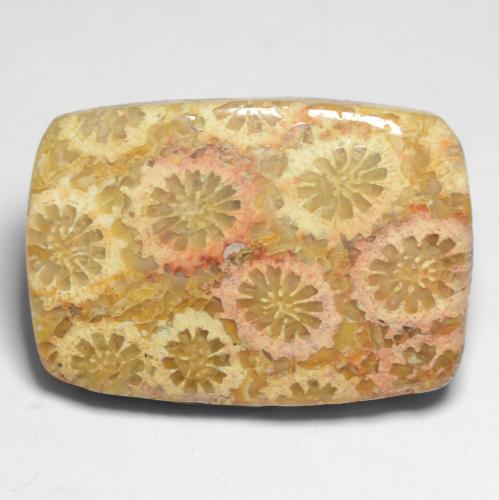 Corail fossile Multicolore naturelle Coupe coussin, 12.20 ct, Opaque