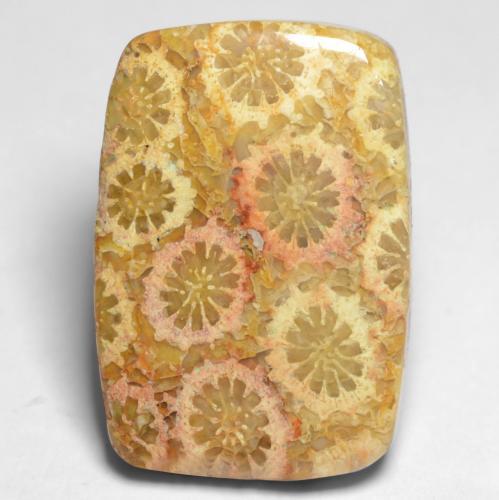 Corail fossile Multicolore naturelle Coupe coussin, 12.20 ct, Opaque