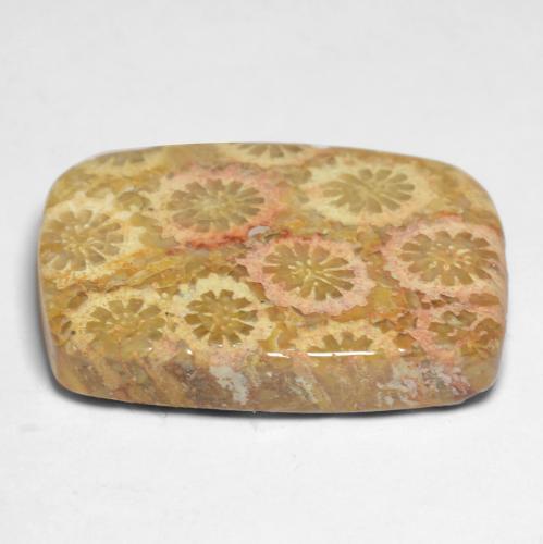 Corail fossile Multicolore naturelle Coupe coussin, 12.20 ct, Opaque