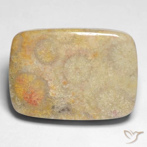 17.45ct Naturel Multicolore corail fossile, Coussin, Opaque