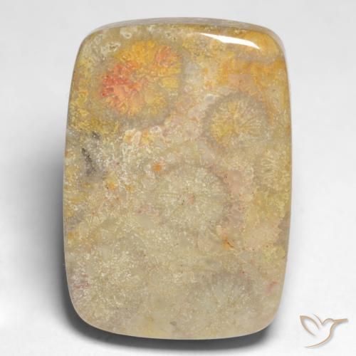 corail fossile Multicolore naturelle Coussin, 17.45 ct, Opaque