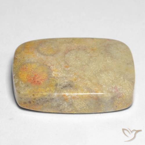 corail fossile Multicolore naturelle Coussin, 17.45 ct, Opaque