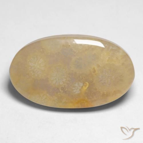 10.66ct Naturel Multicolore corail fossile, ovale, Opaque
