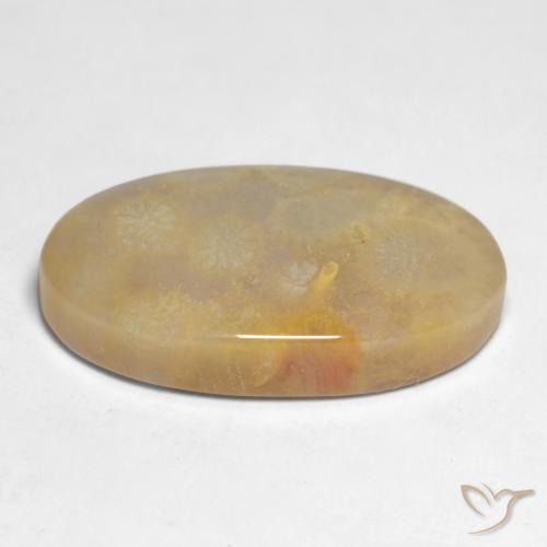 corail fossile Multicolore naturelle ovale, 10.66 ct, Opaque