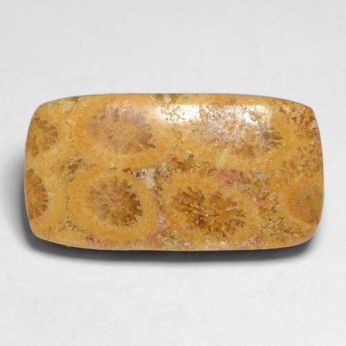 Corail fossile multicolore naturelle coupe coussin, 11,20 ct, opaque