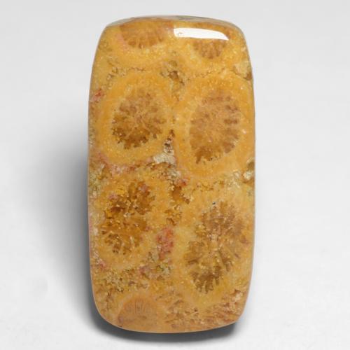 Corail fossile multicolore naturelle coupe coussin, 11,20 ct, opaque