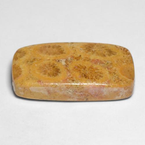 Corail fossile multicolore naturelle coupe coussin, 11,20 ct, opaque