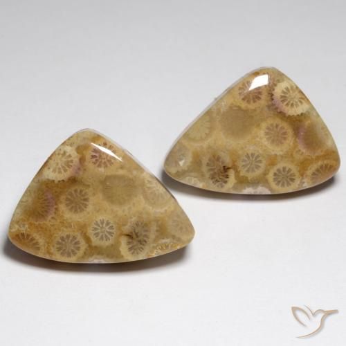 34.79ctw Naturel Multicolore Corail fossile, Fantaisie, Opaque