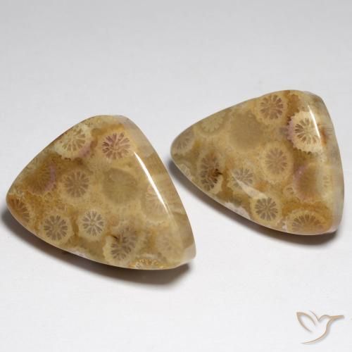 Shop natural 34.79ct Multicolore corail fossile gems, Fantaisie, from Indonésie at GemSelect. In stock, global shipping!