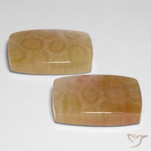 Shop natural 31.00ct Multicolore corail fossile gems, Coussin, from Indonésie at GemSelect. In stock, global shipping!