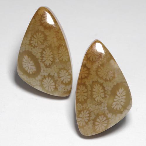 Achetez naturel 24.76ct Multicolore Corail fossile gems, Forme fantaisie, En provenance Indonésie chez GemSelect. En stock, livraison internationale!