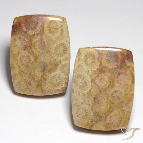 Achetez naturel 36,05ct multicolore corail fossile gems, coupe coussin, en provenance indonésie chez gemselect. en stock, livraison internationale!