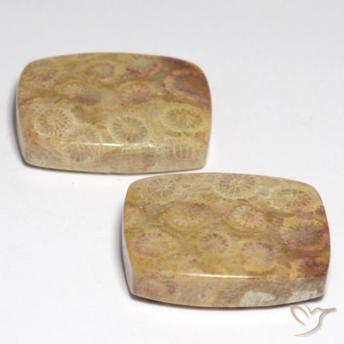 Achetez naturel 36,05ct multicolore corail fossile gems, coupe coussin, en provenance indonésie chez gemselect. en stock, livraison internationale!