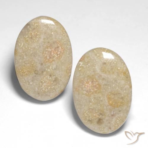 22.68ctw Naturel Multicolore corail fossile, ovale, Opaque