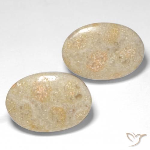 Shop natural 22.68ct Multicolore corail fossile gems, ovale, from Indonésie at GemSelect. In stock, global shipping!