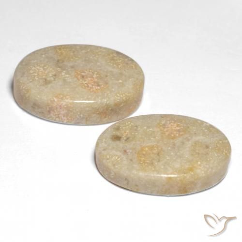 Shop natural 22.68ct Multicolore corail fossile gems, ovale, from Indonésie at GemSelect. In stock, global shipping!