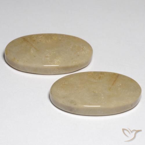 Shop natural 27.57ct Multicolore corail fossile gems, ovale, from Indonésie at GemSelect. In stock, global shipping!