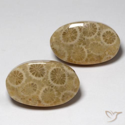 Shop natural 23.24ct Multicolore Corail fossile gems, ovale, from Indonésie at GemSelect. In stock, global shipping!