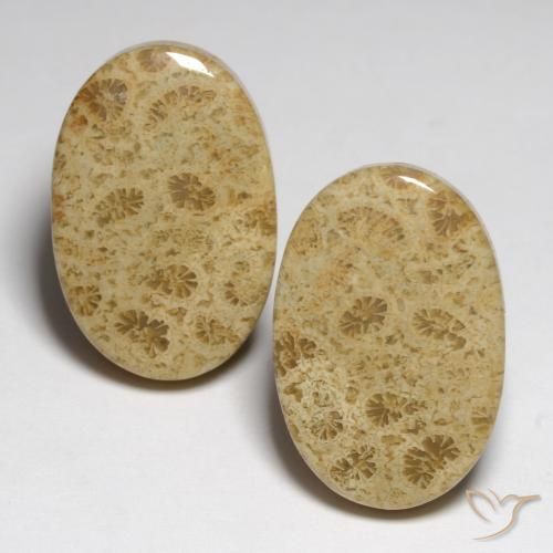 Shop natural 23.80ct Multicolore Corail fossile gems, ovale, from Indonésie at GemSelect. In stock, global shipping!