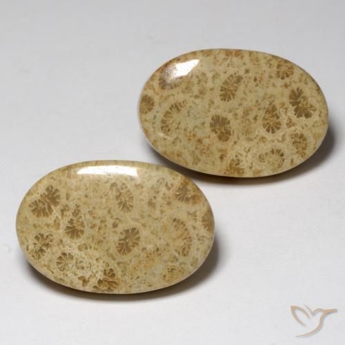 Shop natural 23.80ct Multicolore Corail fossile gems, ovale, from Indonésie at GemSelect. In stock, global shipping!