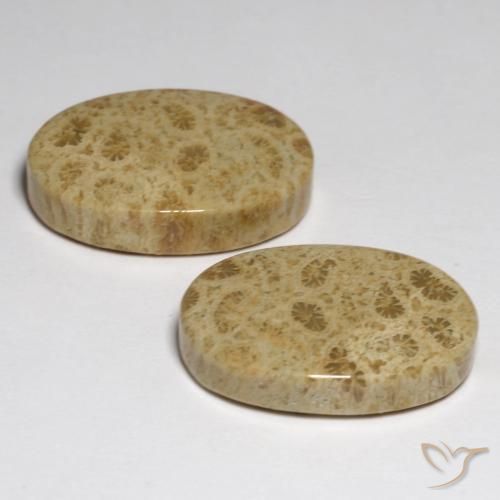Shop natural 23.80ct Multicolore Corail fossile gems, ovale, from Indonésie at GemSelect. In stock, global shipping!