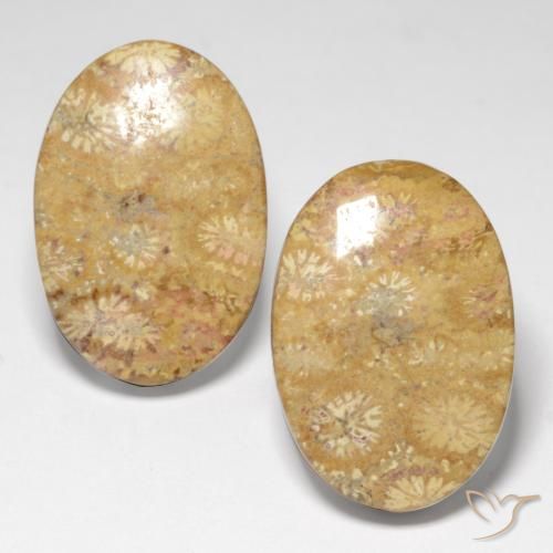 Shop natural 25.82ct Multicolore Corail fossile gems, ovale, from Indonésie at GemSelect. In stock, global shipping!