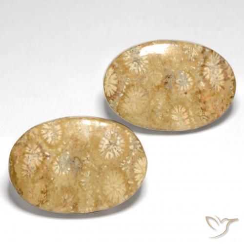 Shop natural 25.82ct Multicolore Corail fossile gems, ovale, from Indonésie at GemSelect. In stock, global shipping!