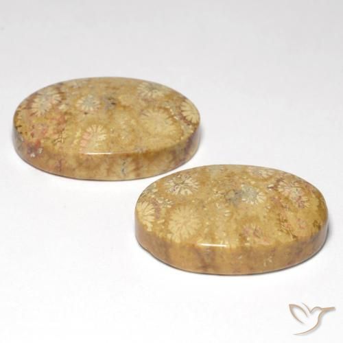 Shop natural 25.82ct Multicolore Corail fossile gems, ovale, from Indonésie at GemSelect. In stock, global shipping!