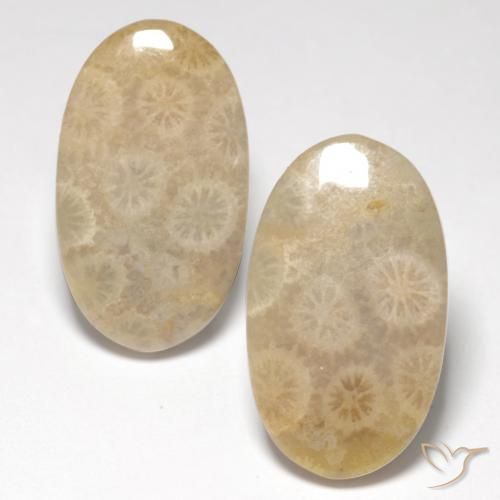 21.21ctw Naturel Multicolore corail fossile, ovale, Translucide