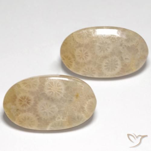 Shop natural 21.21ct Multicolore corail fossile gems, ovale, from Indonésie at GemSelect. In stock, global shipping!