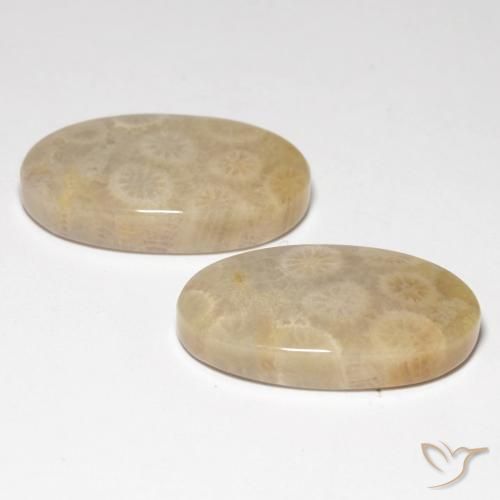 Shop natural 21.21ct Multicolore corail fossile gems, ovale, from Indonésie at GemSelect. In stock, global shipping!
