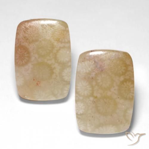 26.04ctw Naturel Multicolore corail fossile, Coussin, Translucide