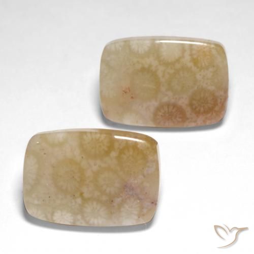Shop natural 26.04ct Multicolore corail fossile gems, Coussin, from Indonésie at GemSelect. In stock, global shipping!