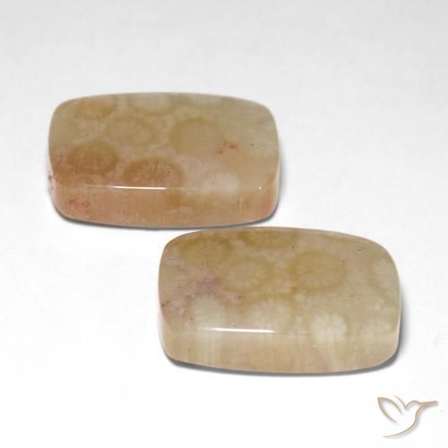 Shop natural 26.04ct Multicolore corail fossile gems, Coussin, from Indonésie at GemSelect. In stock, global shipping!