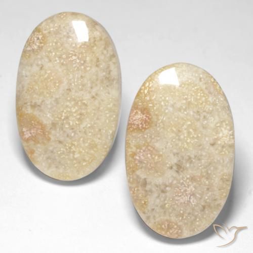 Shop natural 29.31ct Multicolore Corail fossile gems, ovale, from Indonésie at GemSelect. In stock, global shipping!