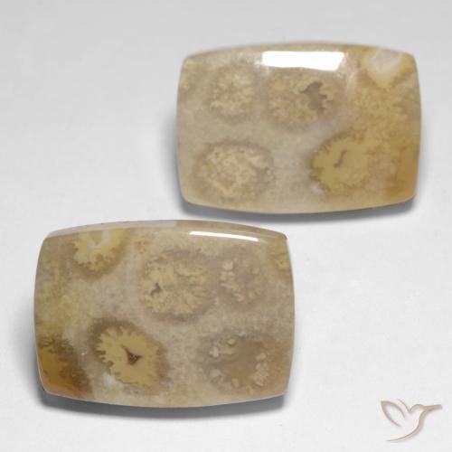 Shop natural 23.83ct Multicolore Corail fossile gems, Coussin, from Indonésie at GemSelect. In stock, global shipping!