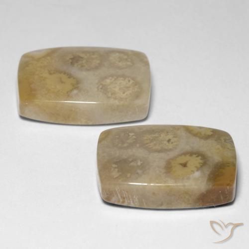 Shop natural 23.83ct Multicolore Corail fossile gems, Coussin, from Indonésie at GemSelect. In stock, global shipping!
