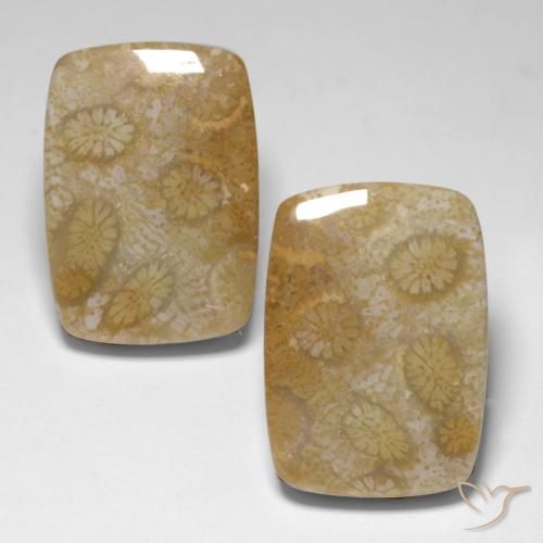 34.24ctw Naturel Multicolore Corail fossile, Coussin, Opaque