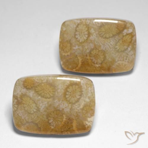 Shop natural 34.24ct Multicolore corail fossile gems, Coussin, from Indonésie at GemSelect. In stock, global shipping!