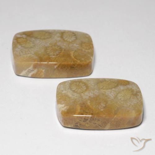 Shop natural 34.24ct Multicolore corail fossile gems, Coussin, from Indonésie at GemSelect. In stock, global shipping!