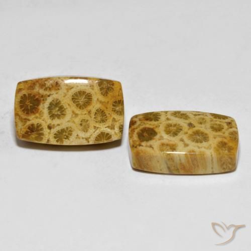 Shop natural 25.29ct Multicolore corail fossile gems, Coussin, from Indonésie at GemSelect. In stock, global shipping!