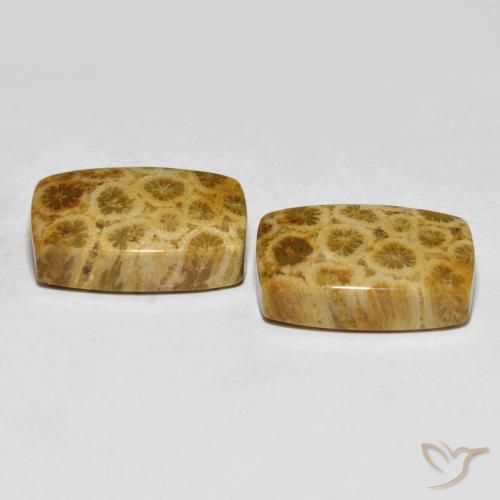 Shop natural 25.29ct Multicolore corail fossile gems, Coussin, from Indonésie at GemSelect. In stock, global shipping!