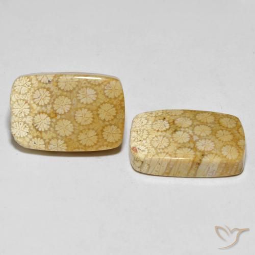 Shop natural 33.38ct Multicolore corail fossile gems, Coussin, from Indonésie at GemSelect. In stock, global shipping!